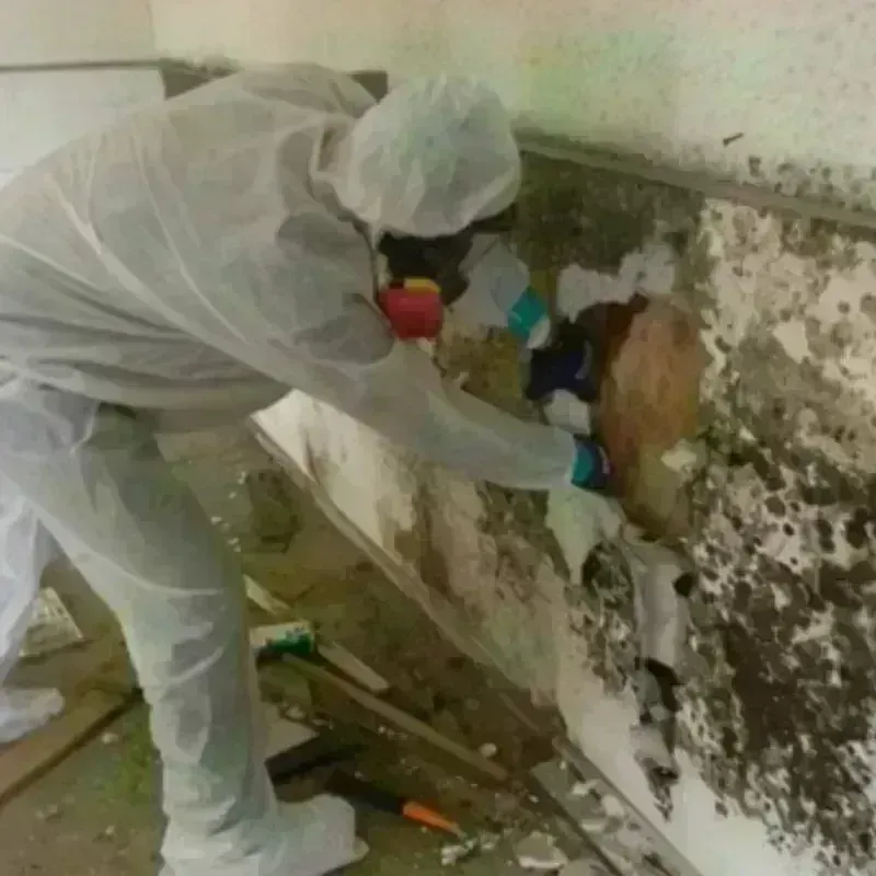 Mold Remediation and Removal in Hopkins County, TX